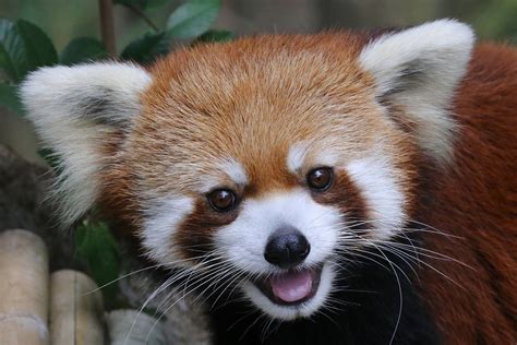 Meet Idgie! | Red panda, Red panda cute, Scary animals