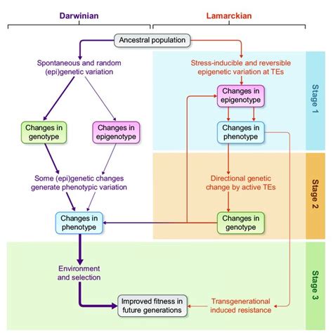 Schematic model of Darwinian and Lamarckian elements in the evolution... | Download Scientific ...