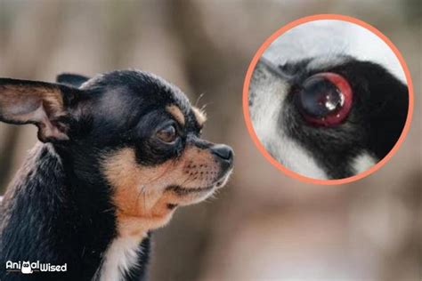 My Dog's Eye Popped Out of Socket - Ocular Proptosis in Dogs