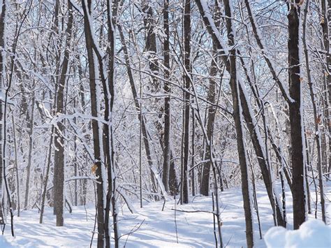 The Breath of the Forest – Nature’s Depths