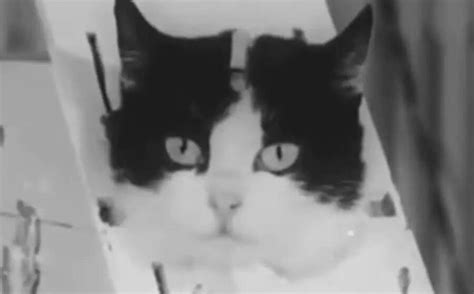 Meet Félicette, The First Cat To Be Sent To Space