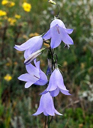 Bellflower | Annual, Perennial, Blue | Britannica