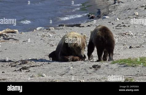 Grizzly bear mom cub fish Stock Videos & Footage - HD and 4K Video ...