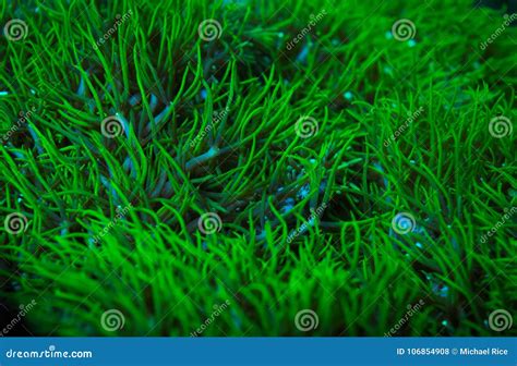 Green star polyps coral stock photo. Image of live, movement - 106854908