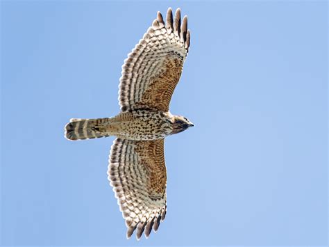 Red Shouldered Hawk In Flight