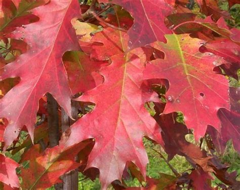 Northern Red Oak in Fall Color - | Red oak, English oak tree, Red oak tree