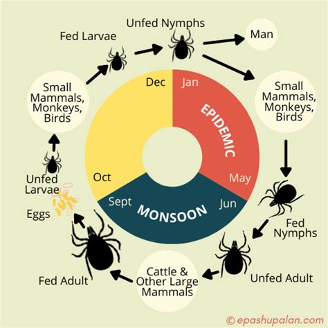 Life cycle of kyasanur forest disease virus vector tick, Haemaphysalis ...