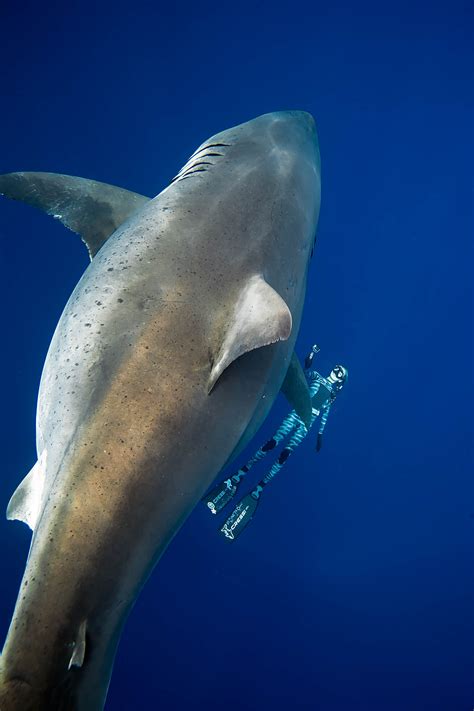 Submarinismo: Espeluznante: Tocan a 'Deep Blue', el tiburón blanco más ...