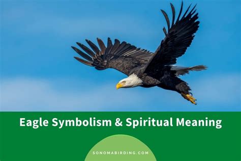 Eagle Symbolism and Meaning (Totem, Spirit, and Omens) - Sonoma Birding