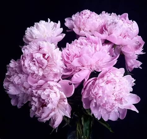 Peony flower meaning, history, and other interesting facts