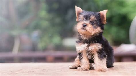 200 Great Tea Cup Yorkie Names For Your Tiny Pup