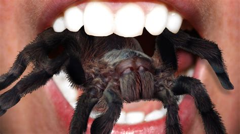 Would You Eat a Live Tarantula for $1 Million? - YouTube