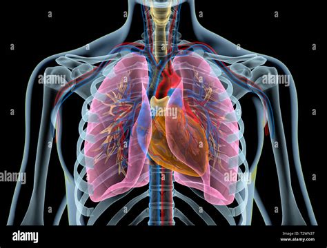 Is Your Heart Under Your Third Rib - Rib cage - Wikipedia - The space ...