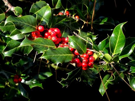 The Holly And The Ivy Free Stock Photo - Public Domain Pictures