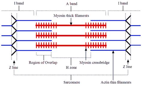 Sliding Filament Theory - Skeletal Muscle