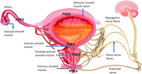 PDE5 inhibitors – pharmacology and clinical applications 20 years after sildenafil discovery ...