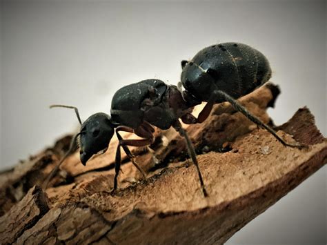 Giant Sugar Ant Queen- Camponotus Intrepidus – Queen of Ants