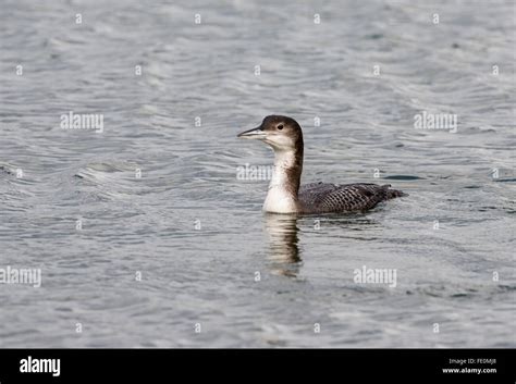 Great northern diver (Gavia Immer) in winter plumage. The species is ...