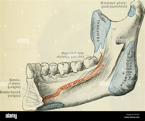 Mandible Muscle Attachments