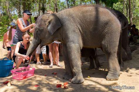 Elephant Jungle Sanctuary Phuket Play with Elephants in Phuket | Phuket 101