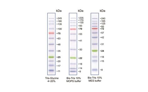 Barmherzig Rindfleisch Proportional western blot ladder Zuschauer ...