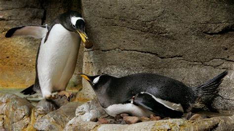 Shedd Aquarium Penguins Go to the Field Museum