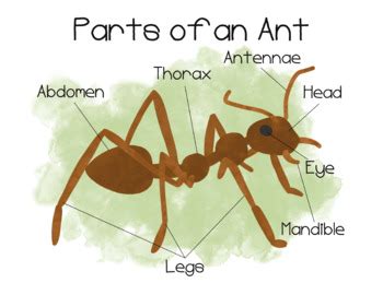 Ant Anatomy Poster by Brick Red Bard | Teachers Pay Teachers