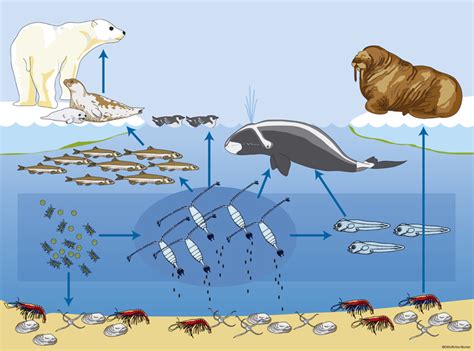 Linkages between oceanography and the plankton foodweb at Fyllas Banke and into Nuup Kangerlua ...