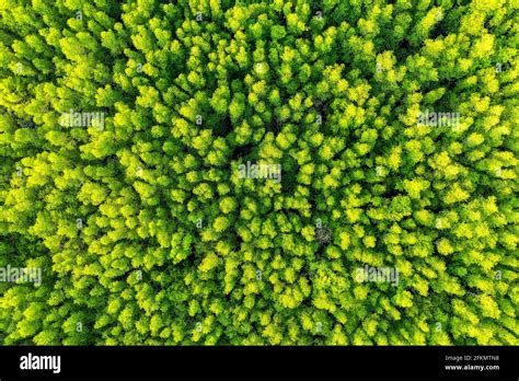 Aerial view of green trees in forest Stock Photo - Alamy