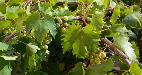 How to Identify Grapevines by the Leaves