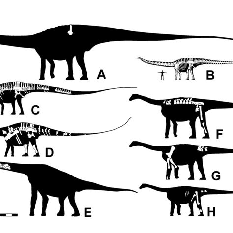 (PDF) Biggest of the big: a critical re-evaluation of the mega-sauropod Amphicoelias fragillimus ...