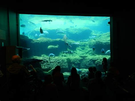 S.A.M. Goes to Flint RiverQuarium in Albany, GA | 7 people i… | Flickr