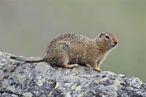 Arctic Ground Squirrel (Spermophilus parryii) – The Wolf Intelligencer