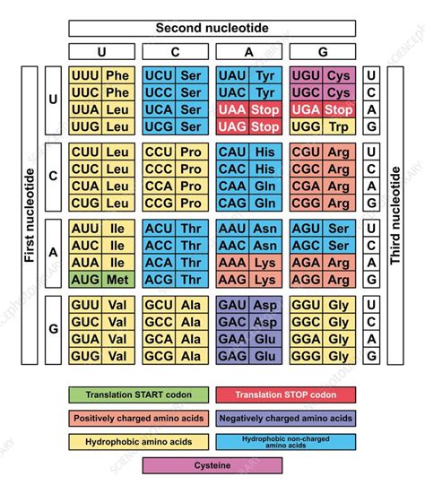 RNA codon table, illustration - Stock Image - F041/9816 - Science Photo Library