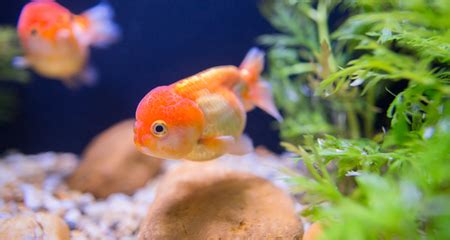 Causes, Prevention, and How to Treat Ich in Freshwater Fish | PetCoach