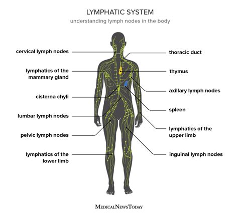 Lymph Node Anatomy Model - Kenzo Oscar