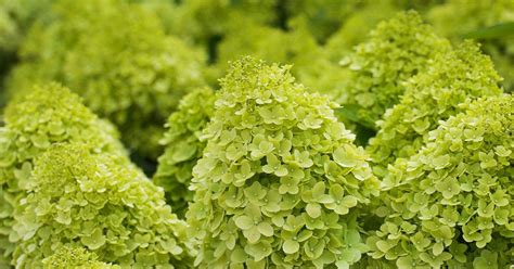 Limelight Green Hydrangeas: A Complete Guide