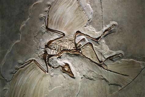 Transitional Fossils: Archaeopteryx, Dinosaur-Avian Evolution and Creationism - Fact and Myth