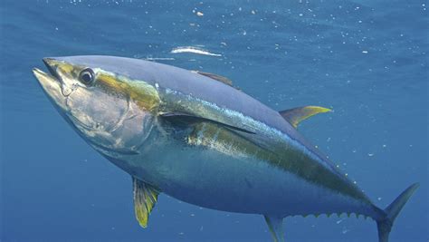 The How, Where, and Why of Fishing for Yellowfin Tuna - Anglers Journal ...