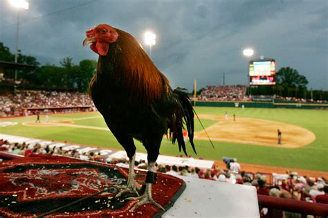 South Carolina fans pushing to rename mascot 'Cock Commander'