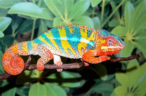 Ambilobe Panther Chameleon (Grier Bloodline) | FL Chams