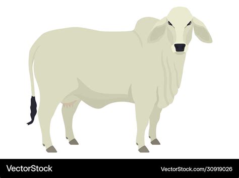 Brahman Cattle Female Clip Art