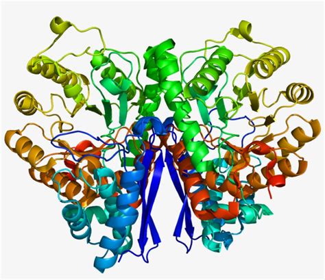 Download Transparent Prostatic Acid Phosphatase Structure - PNGkit