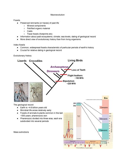 Macroevolution - Lecture notes 6 - Macroevolution Fossils Preserved ...