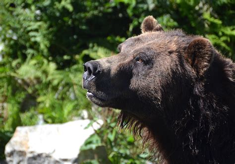 Grizzly or cuddly? | Grizzly bear habitat, Grouse Mountain, … | Flickr