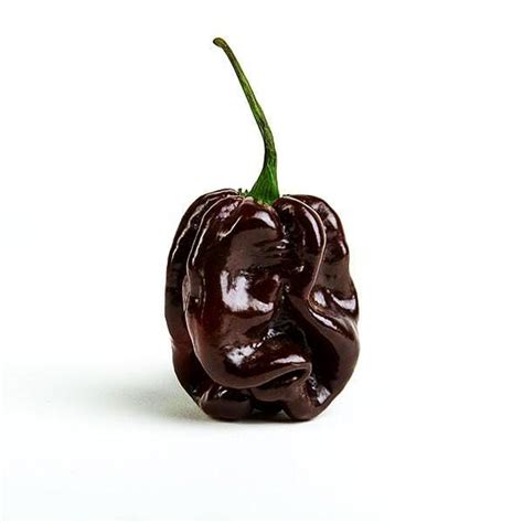 Chocolate Habanero Pepper | Pepper Joe's - Pepper Joe’s