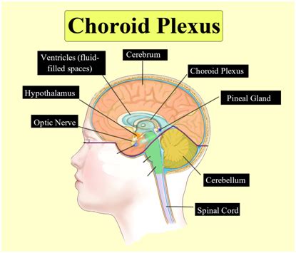 Anterior choroid plexus is present on the (a) Roof of diencephalon(b) The root of the medulla ...