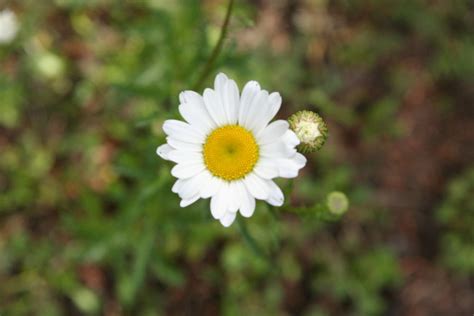 Oxeye Daisy at Our Pleasant Hill Home