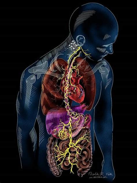 Vagus Nerve Anatomy Art Print by Science Photo Library - Science Photo Gallery