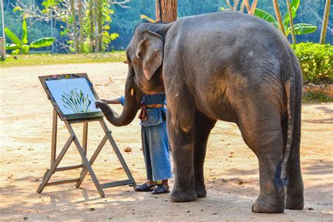 Thai Elephant Conservation Center in Lampang, Thailand | Franks Travelbox